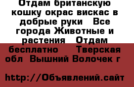 Отдам британскую кошку окрас вискас в добрые руки - Все города Животные и растения » Отдам бесплатно   . Тверская обл.,Вышний Волочек г.